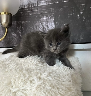 Reinrassige Maine Coon Kitten in Blue und Black-Smoke mit Stammbaum