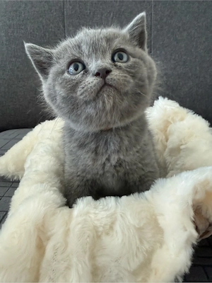 BKH kitten 