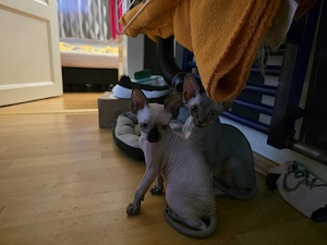 Katze sucht neue Zuhause 