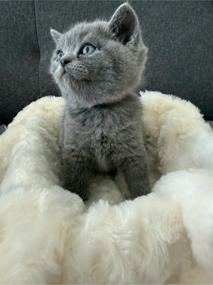 BKH kitten 