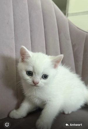 BKH Kitten von odded eyed Mama 