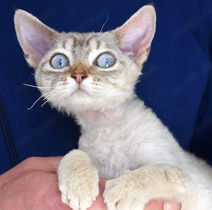 Kitten , Devon Rex,  männlich und weiblich mit Stammbaum, Gesundheitszeugnis, geimpft  und gechipt. 