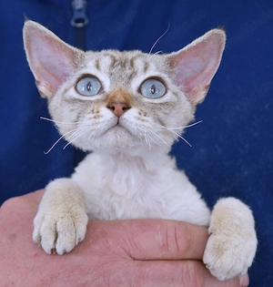 Devon Rex Kitten   ,  männlich.  Mit Ahnentafel und TA Zeugnis, EU Pass
