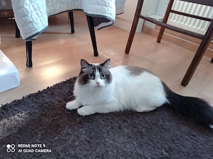 Ragdoll mit Stammbaum 