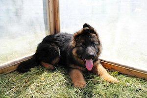Deutsche Schäferhund Welpen (DSH)   Gerader Rücken   Bald abgabebereit Bild 4