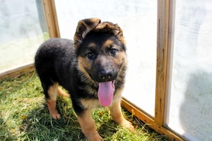 Deutsche Schäferhund Welpen (DSH)   Gerader Rücken   Bald abgabebereit Bild 2