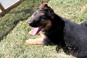 Deutsche Schäferhund Welpen (DSH)   Gerader Rücken   Bald abgabebereit Bild 3