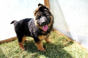 Deutsche Schäferhund Welpen (DSH)   Gerader Rücken   Bald abgabebereit Bild 5