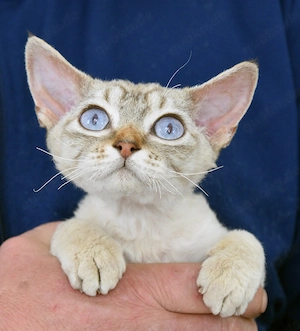 Kitten , Devon Rex,  männlich und weiblich mit Stammbaum, Gesundheitszeugnis, geimpft  und gechipt. 
