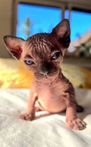 Sphynx Kitten