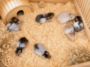 Hamster Goldhamster
