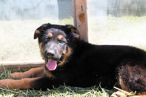 Deutsche Schäferhund Welpen (DSH)   Gerader Rücken   Bald abgabebereit