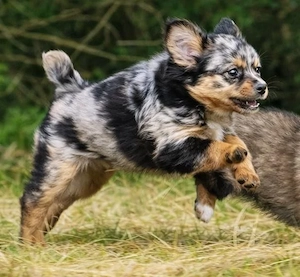 kleiner chihuahua welpe sucht neues Zuhause hündin.