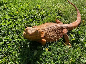 SUCHE Terrarium für Bartagame