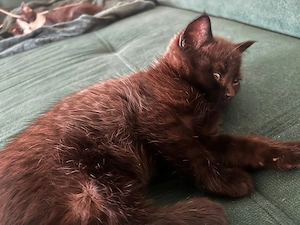schöne Katzen