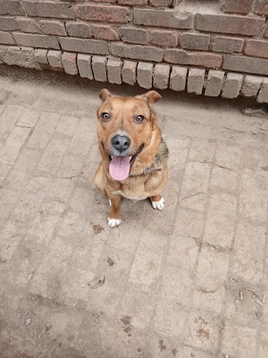 Schäferhund Mischling rüde Bild 3