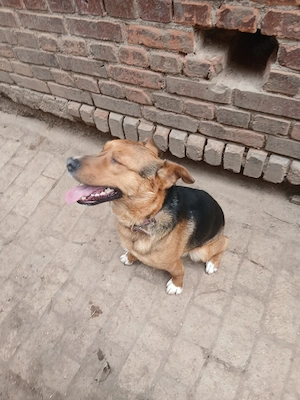 Schäferhund Mischling rüde Bild 2