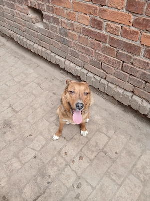 Schäferhund Mischling rüde Bild 5