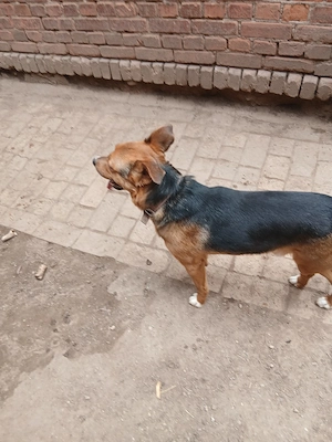 Schäferhund Mischling rüde Bild 4