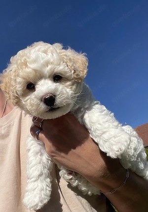 Weiße Welpen Bichon Frise