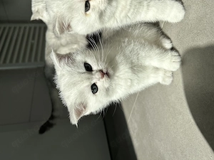 British Kurzhaar Kitten
