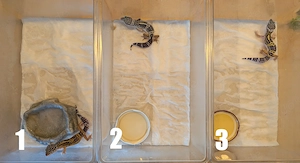 0.1 Leopardgecko, Ms Bn Ghostbusterline het Eclipse 0.1