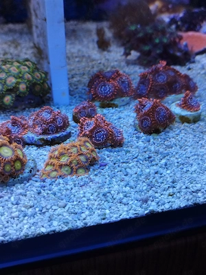 Meerwasser- Korallenableger Zoanthus, Sinularia Neon Green