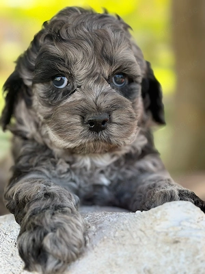 Wunderschöne Cockapoo-Welpen