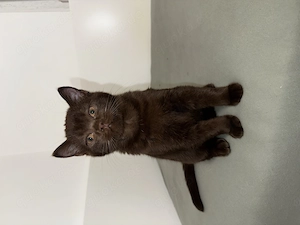 Bkh braun kitten baby 