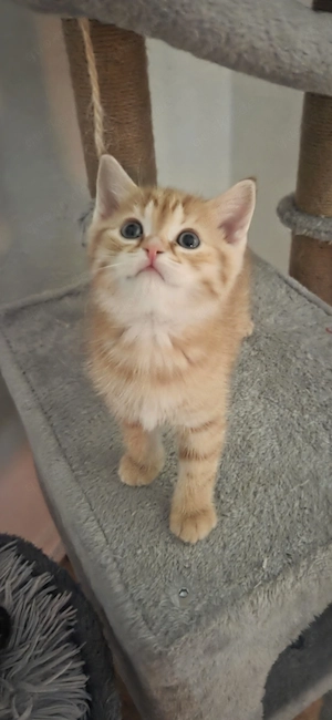 6 Süsse Kitten Katzen