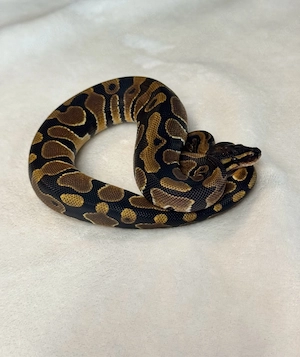 Königspython Nominat 1.0
