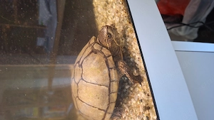 Wasserschildkröte mit kompletten Zubehör  250 Euro 