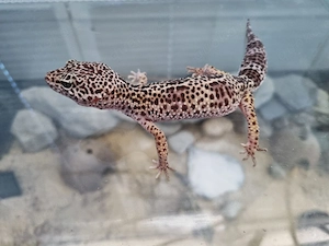 Leopardgecko 0.1 Weibchen