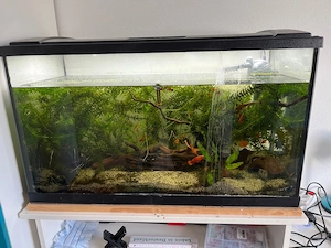Aquarium mit Fischen Scheibenputzer Schnecken 