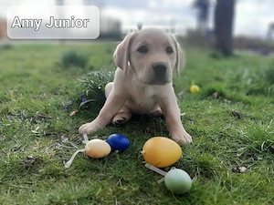 Labradorwelpen aus Hobbyzucht