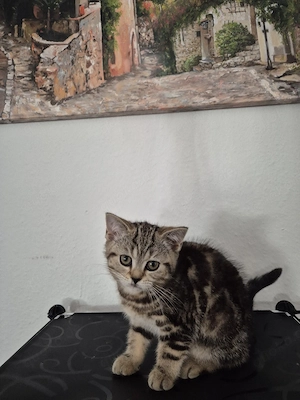 Süßes BKH Mädchen (12 Wochen) ab sofort abzugeben 