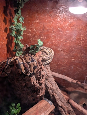 Königspythons 1 Männchen 1 Weibchen plus XXL Terrarium 