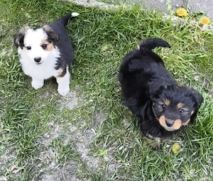 Mini Yorkshire Terrier Shitzu  Havaneser Welpen zur Abgabe