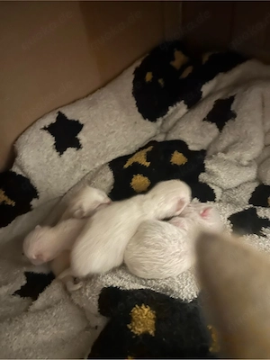 bkh siam mix kitten