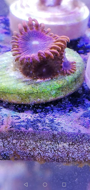 Meerwasser Zoanthus rot