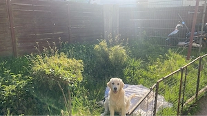 Goldenredriver Rüde