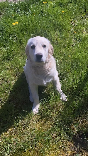 Goldenredriver Rüde