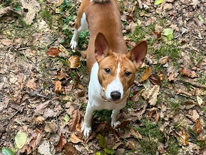 Basenji Hündin