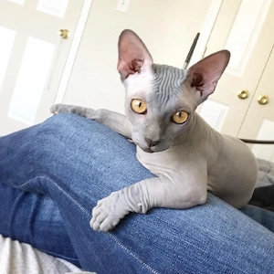 Sphynx kätzchen