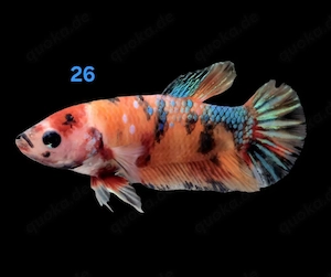 Kampffisch Männchen Betta splendens Koi HMPK 