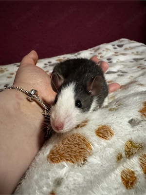 Ratten männchen 