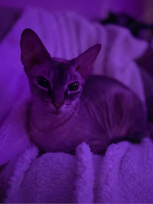 liebe Katze, sucht ein neues zu Hause