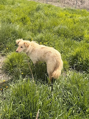 Goldiemix Sheela(1 Jahr, 42 cm, 12 kg) sucht liebevolles Zuhause 