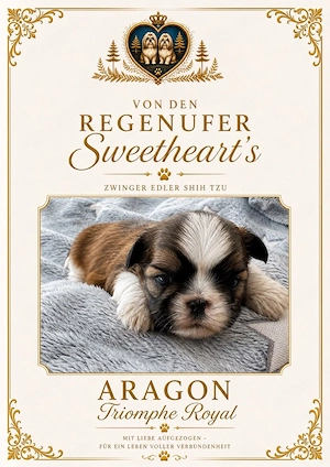 Exklusive Shih Tzu Welpen aus Championlinie von den Regenufer Sweetheart's
