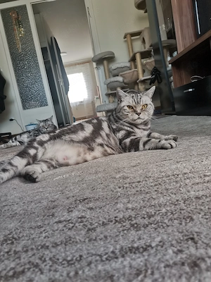 Bildschöne  Tabby Classic  Katzendame (8 J.)   Verschmuste Einzelprinzessin sucht Ruhe